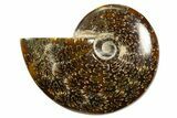 Polished Ammonite (Cleoniceras) Fossil - Madagascar #339222-1